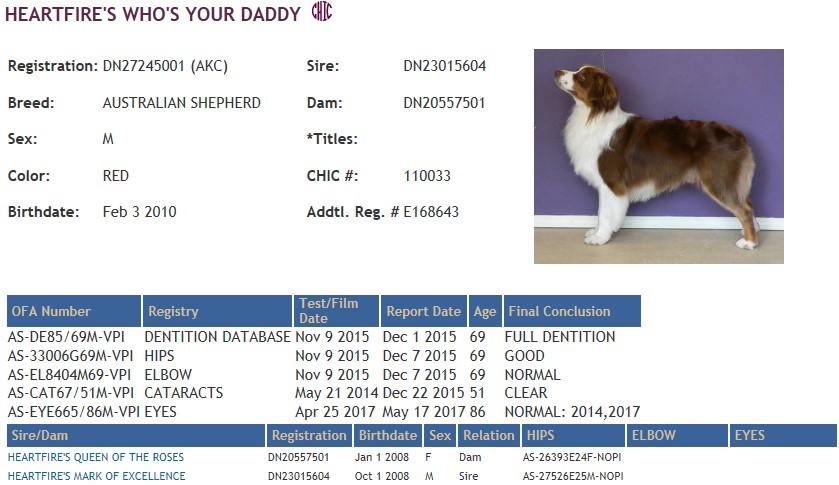 Chic Australian Shepherd certificate
